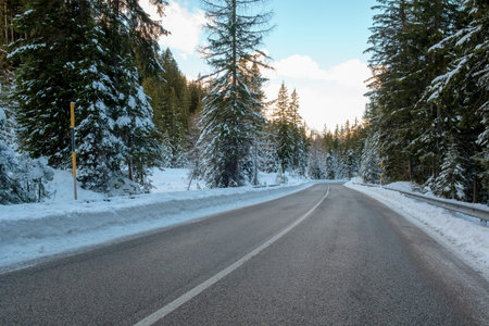 Fir forest covered with first snow in the Dolomites, Italy