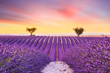 Beautiful sunset lavender field summer landscape near Valensole.Provence,Franceの写真素材