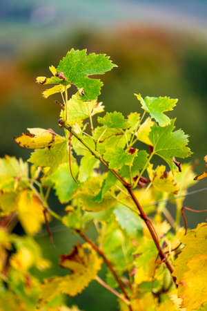 colors of vineyard in autumn in Slovenia close to the border with Austria southの写真素材