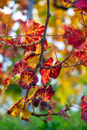 Colors of vineyard in autumn in Slovenia close to the border with Austria southの写真素材