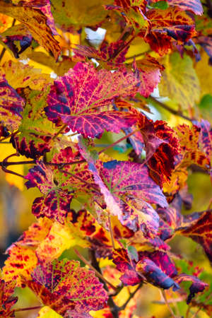 Colors of vineyard in autumn in Slovenia close to the border with Austria southの写真素材