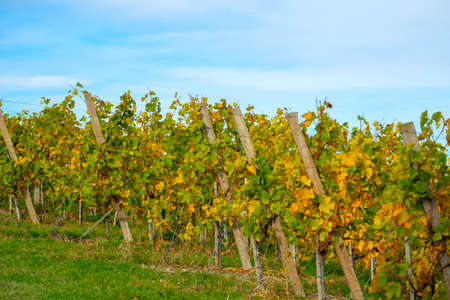 Colors of vineyard in autumn in Slovenia close to the border with Austria southの写真素材