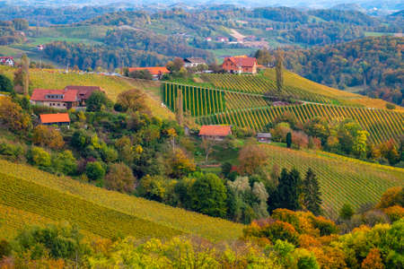 Vineyards in autumn in Slovenia close to the border with Austria south styria.の写真素材