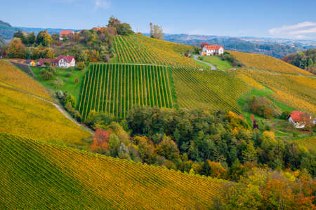 Vineyards in autumn in Slovenia close to the border with Austria south styria.の写真素材