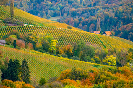 Vineyards in autumn in Slovenia close to the border with Austria south styria.の写真素材