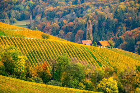 Vineyards in autumn in Slovenia close to the border with Austria south styria.の写真素材