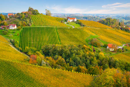 colors of vineyard in autumn in Slovenia close to the border with Austria southの写真素材