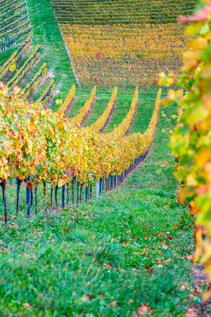 colors of vineyard in autumn in Slovenia close to the border with Austria southの写真素材
