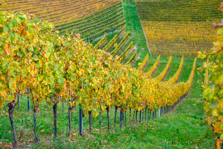 colors of vineyard in autumn in Slovenia close to the border with Austria southの写真素材