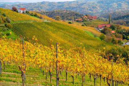 Vineyards in autumn in Slovenia close to the border with Austria south styria.の写真素材