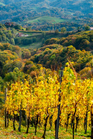 Colors of vineyard in autumn in Slovenia close to the border with Austria southの写真素材