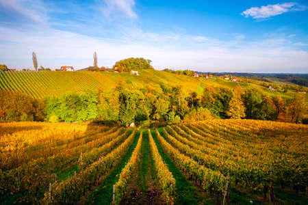 Vineyards in autumn in Slovenia close to the border with Austria south styria.の写真素材