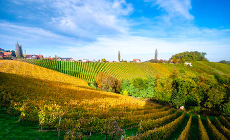 Vineyards in autumn in Slovenia close to the border with Austria south styria.の写真素材