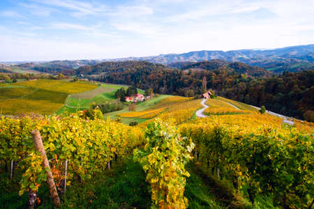 Famous Heart shaped wine road in autumn, view from Spicnik near Maribor in Slovenia.の写真素材