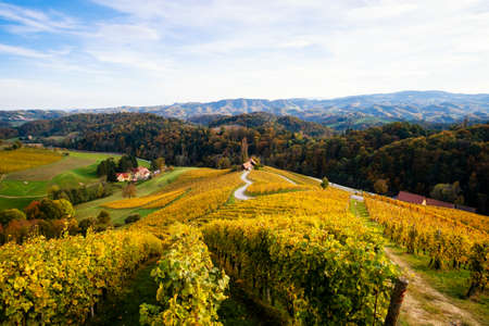 Famous Heart shaped wine road in autumn, view from Spicnik near Maribor in Slovenia.の写真素材