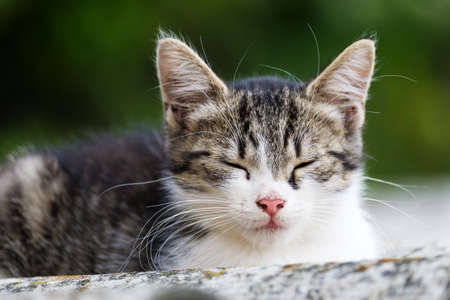 A little cat sits on the roof in summerの写真素材