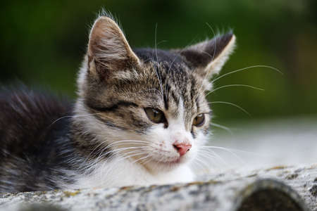 A little cat sits on the roof in summerの写真素材