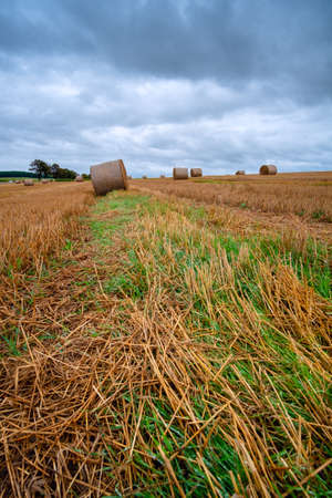 Hay bales on the field after harvest in Slovakiaの写真素材