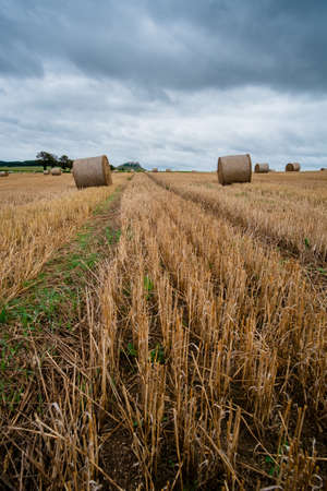 Hay bales on the field after harvest in Slovakiaの写真素材