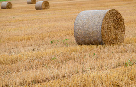 Hay bales on the field after harvest in Slovakiaの写真素材