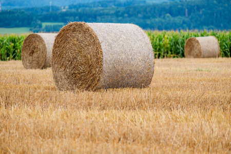 Hay bales on the field after harvest in Slovakiaの写真素材