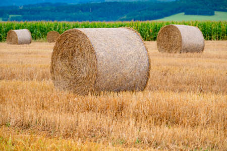Hay bales on the field after harvest in Slovakiaの写真素材