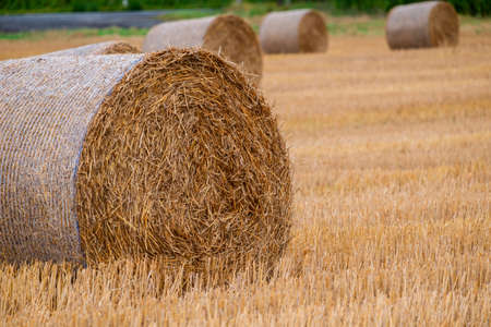 Hay bales on the field after harvest in Slovakiaの写真素材
