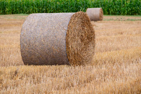 Hay bales on the field after harvest in Slovakiaの写真素材