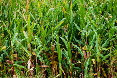 Green corn field in summer morningの写真素材