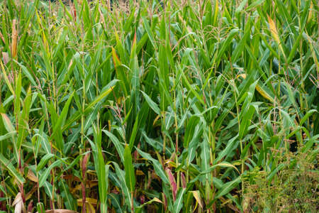 Green corn field in summer morningの写真素材