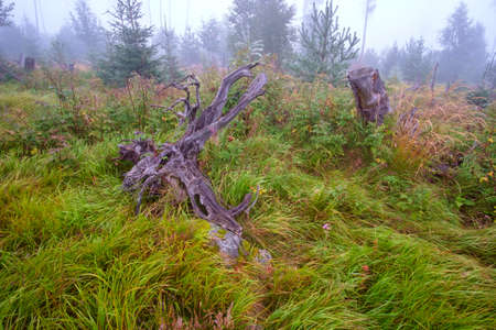Misty landscape with fir forest in High Tatras mountains , Slovakiaの写真素材