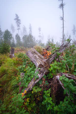 Misty landscape with fir forest in High Tatras mountains , Slovakiaの写真素材