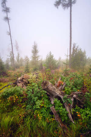 Misty landscape with fir forest in High Tatras mountains , Slovakiaの写真素材