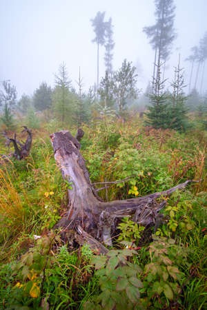 Misty landscape with fir forest in High Tatras mountains , Slovakiaの写真素材