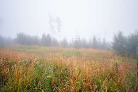 Misty landscape with fir forest in High Tatras mountains , Slovakiaの写真素材