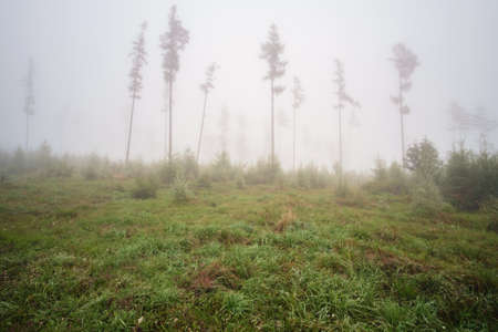 Misty landscape with fir forest in High Tatras mountains , Slovakiaの写真素材