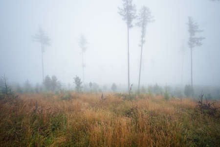 Misty landscape with fir forest in High Tatras mountains , Slovakiaの写真素材