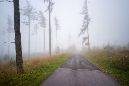 Misty landscape with fir forest in High Tatras mountains , Slovakiaの写真素材