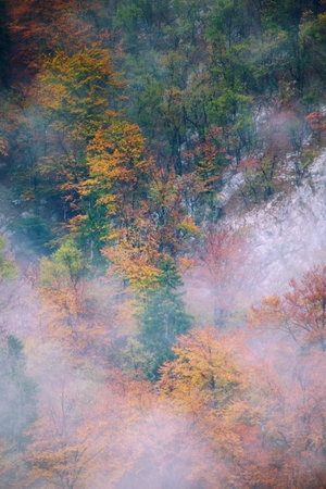 Landscape of misty autumn forest in mountain hills  in Slovenia