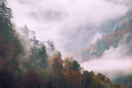 Landscape of misty autumn forest in mountain hills  in Sloveniaの写真素材