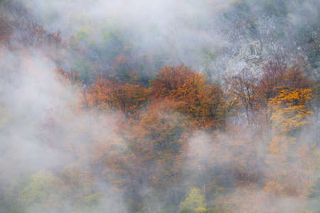 Landscape of misty autumn forest in mountain hills  in Sloveniaの写真素材