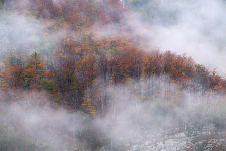 Landscape of misty autumn forest in mountain hills  in Sloveniaの写真素材