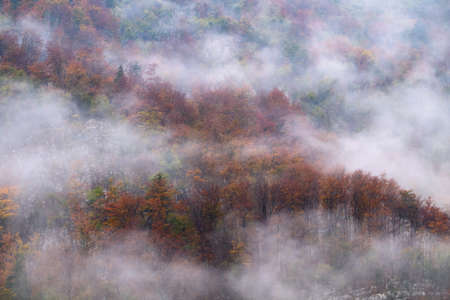 Landscape of misty autumn forest in mountain hills  in Sloveniaの写真素材