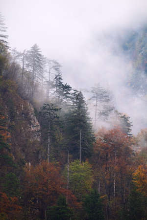Landscape of misty autumn forest in mountain hills  in Sloveniaの写真素材