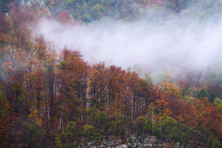 Landscape of misty autumn forest in mountain hills  in Sloveniaの写真素材