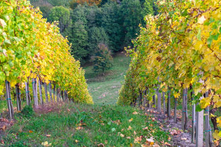 Colorful of vineyard in autumn in Slovenia close to the border with Austriaの写真素材