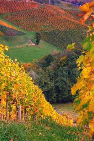 Vineyards in autumn in Slovenia close to the border with Austria south styria.の写真素材