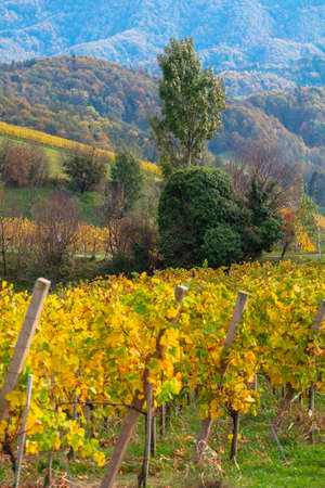 Vineyards in autumn in Slovenia close to the border with Austria south styria.の写真素材