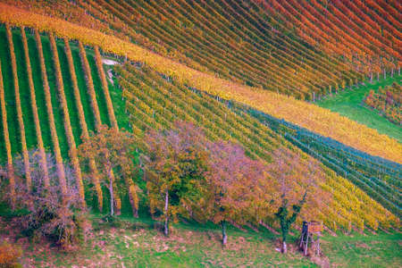 Vineyards in autumn in Slovenia close to the border with Austria south styria.の写真素材