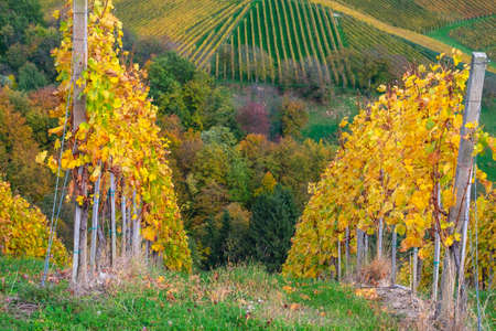 Vineyards in autumn in Slovenia close to the border with Austria south styria.の写真素材